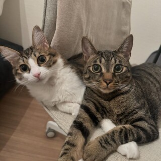 【9/29芝浦】くっついて眠る♡なかよし美猫兄妹