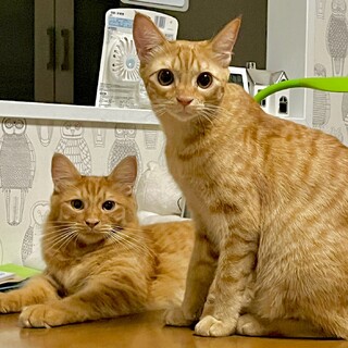 【11/17芝浦】兄妹揃ってお茶目で甘えん坊✦