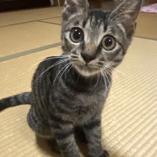 キジトラの男の子