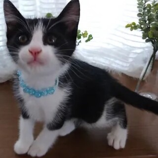 【お見合い随時】人見知りなし人懐こい子猫ペア