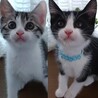 【お見合い随時】人見知りなし人懐こい子猫ペア サムネイル3