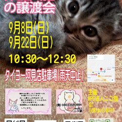 保護猫の譲渡会