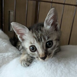 キラキラお目々のスミレちゃんの家族大募集！