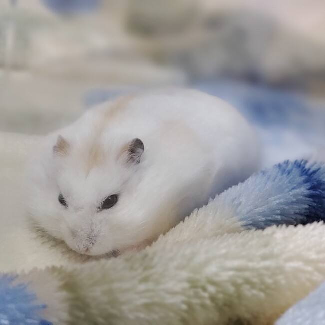 ぽぽちぁんのカバー写真