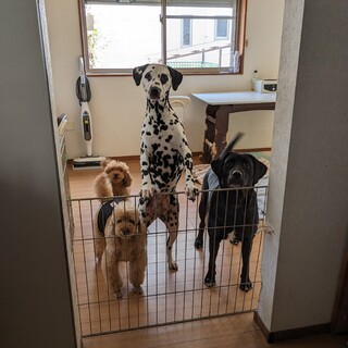 ダルメシアン２歳女の子