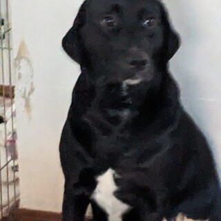 ラブラドール✕ダルメシアンミックス