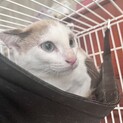 生後4ヶ月 野良猫出身 ザクくん