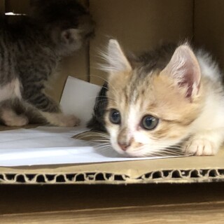 甘えん坊の美人姉妹