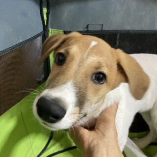 保健所からレスキュー！　元気なハギ君！