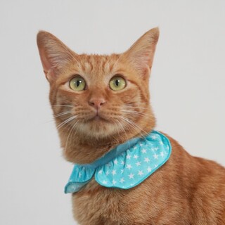 超〜あまえんぼ♡︎ おしゃべりジンジャー君