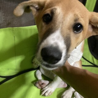 保健所からレスキュー！　かわいいカンナちゃん。