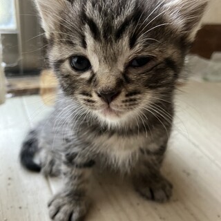 生後1ヶ月ほどキジくん（交渉中）