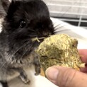 チンチラ オス 2才