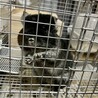 チンチラ オス 2才 サムネイル2