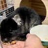 チンチラ オス 2才 サムネイル3