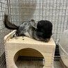 チンチラ オス 2才 サムネイル4