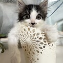長毛ハチワレ君