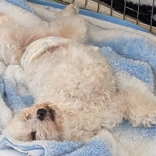 マルプー７歳男の子