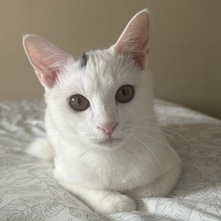 【10/26芝浦】ぱっちり目のきゅるん顔白猫美少女