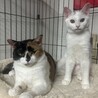 【10/26芝浦】ぱっちり目のきゅるん顔白猫美少女 サムネイル4