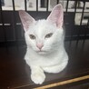 【10/26芝浦】ぱっちり目のきゅるん顔白猫美少女 サムネイル7