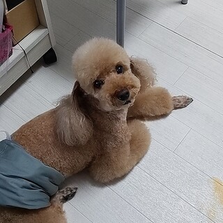 デカプードル男の子