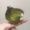 【一時募集停止】サザナミインコの里親募集