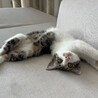 しおんまお