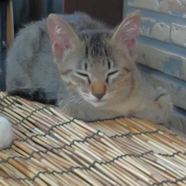 うちに来た日のステルス