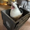 なつこうママ