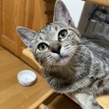 甘えん坊の4ヶ月の女の子