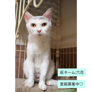 美人でナデナデ大好きな白ぶち猫♡