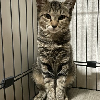 人慣れ訓練中！かわいい4ヶ月の女の子