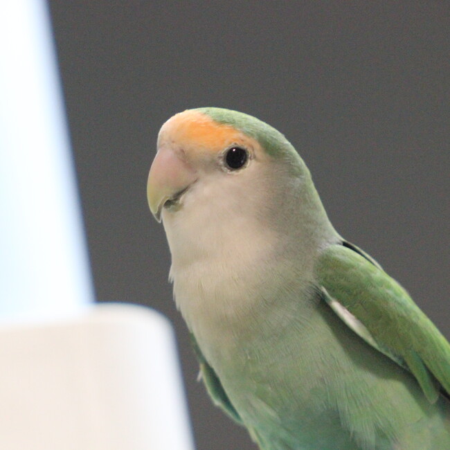 ぼっくり松のカバー写真