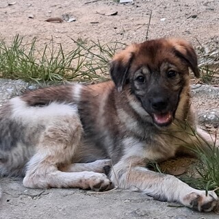 元気いっぱいの子犬