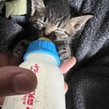 再掲載 キジトラちゃん 子猫