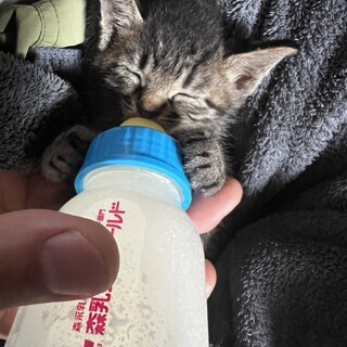 再掲載 キジトラちゃん 子猫