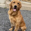 3歳6ヵ月女の子※大型犬飼育経験者のみ