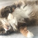 ノルウェージャンフォレストキャット　女の子　4歳