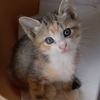 パステル天使！おめめぱっちり美女1ヶ月半