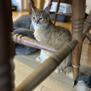 かもみーるちゃん