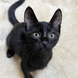 ジジそっくりコミュ力高めの美少女2ヶ月半