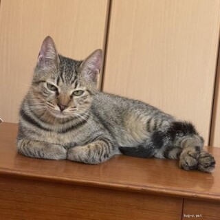 多頭飼育からの保護　アキラくん