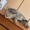 多頭飼育からの保護　アキラくん サムネイル2