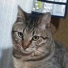 多頭飼育からの保護　アキラくん サムネイル3