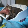 多頭飼育からの保護　アキラくん サムネイル4