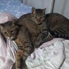 多頭飼育からの保護　アキラくん サムネイル5