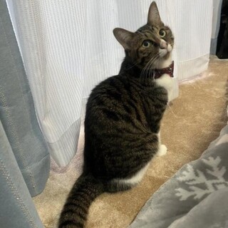 怖がりだけど猫大好き、たまに抱っこも出来る　金くん