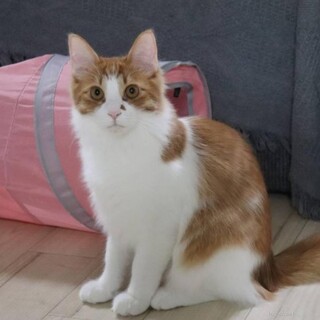 フワッフワッのしっぽが自慢です　ゆず吉