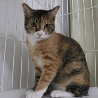 靴下はいた三毛猫さん　桜子